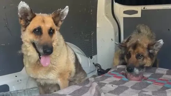 Ben resting on a blanket beside another rescued dog inside the transport van