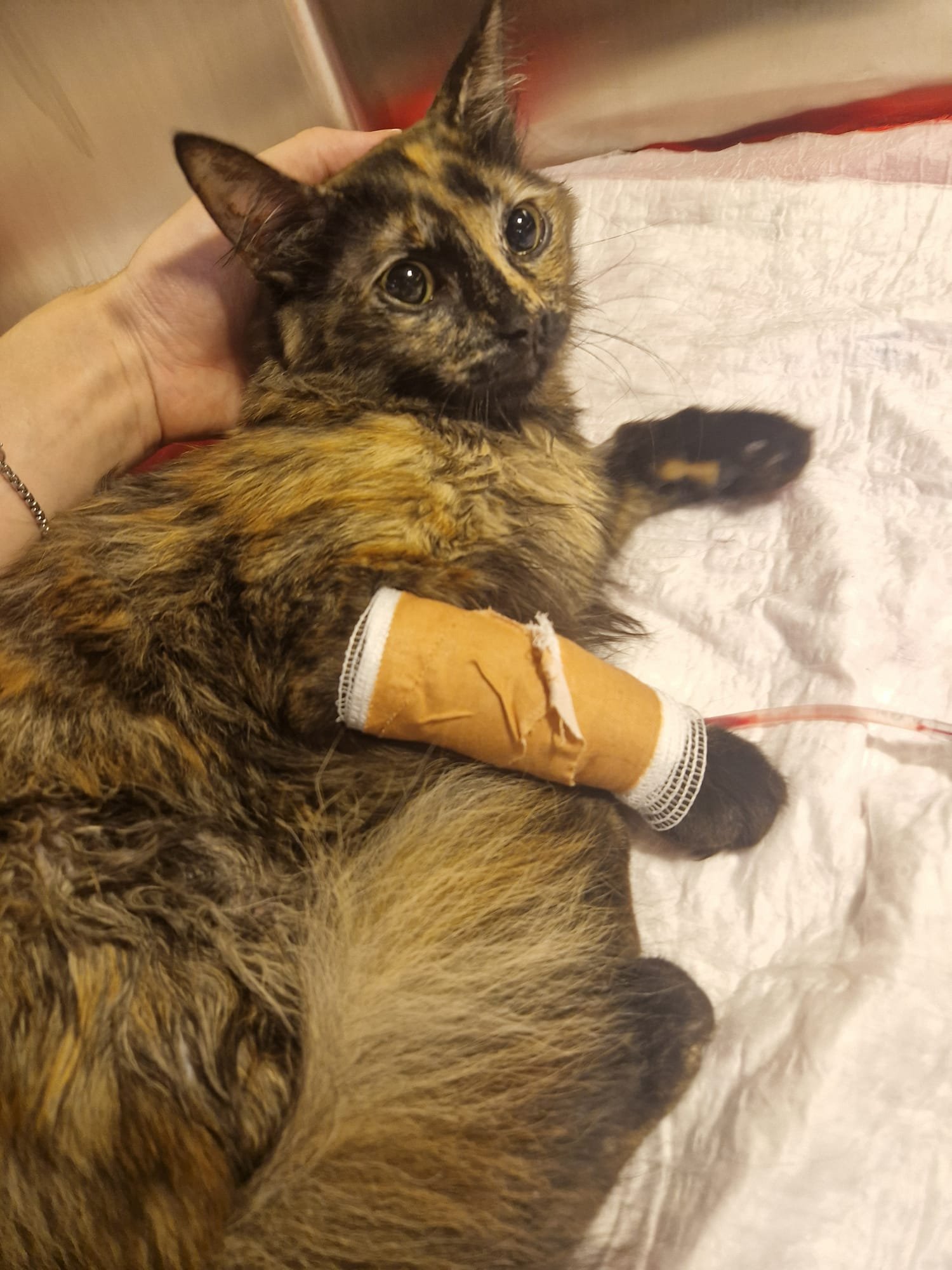 A rescuer gently holding Nala's head as she looks up with wide, frightened eyes