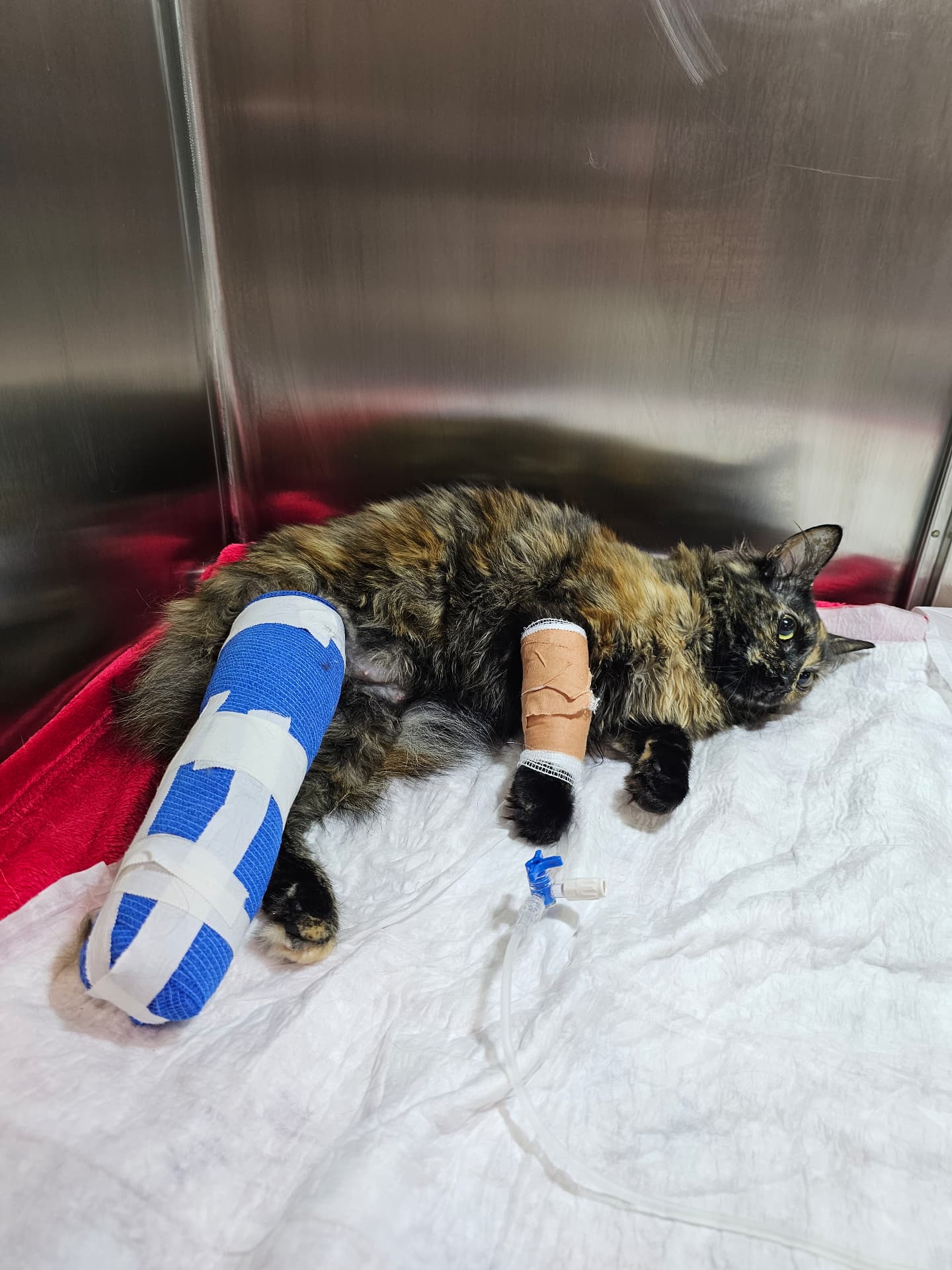 Nala, a three-year-old tortoiseshell cat, resting in a veterinary cage with her bandaged leg and IV line