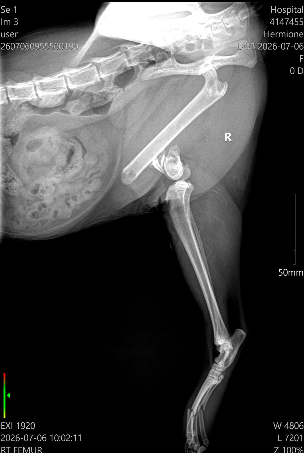 Veterinary X-ray revealing the severe fracture in Nala's right hind leg