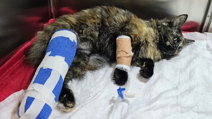 Nala resting in her hospital cage shortly after being rescued, her injured leg bandaged