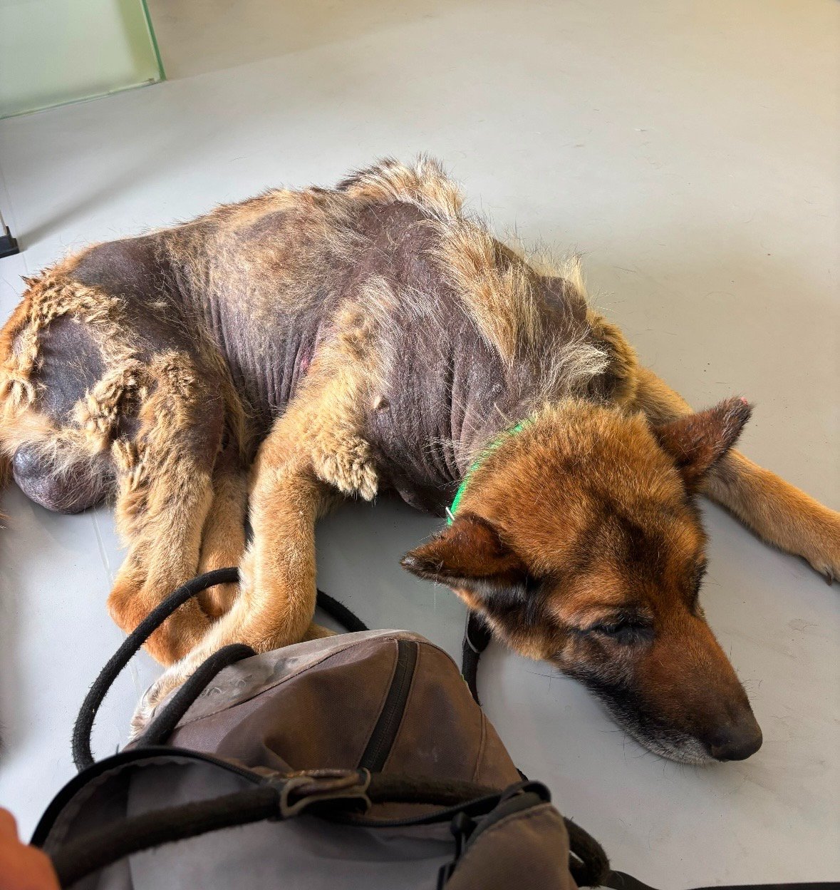 Ben lying weak and severely underweight during his first veterinary assessment