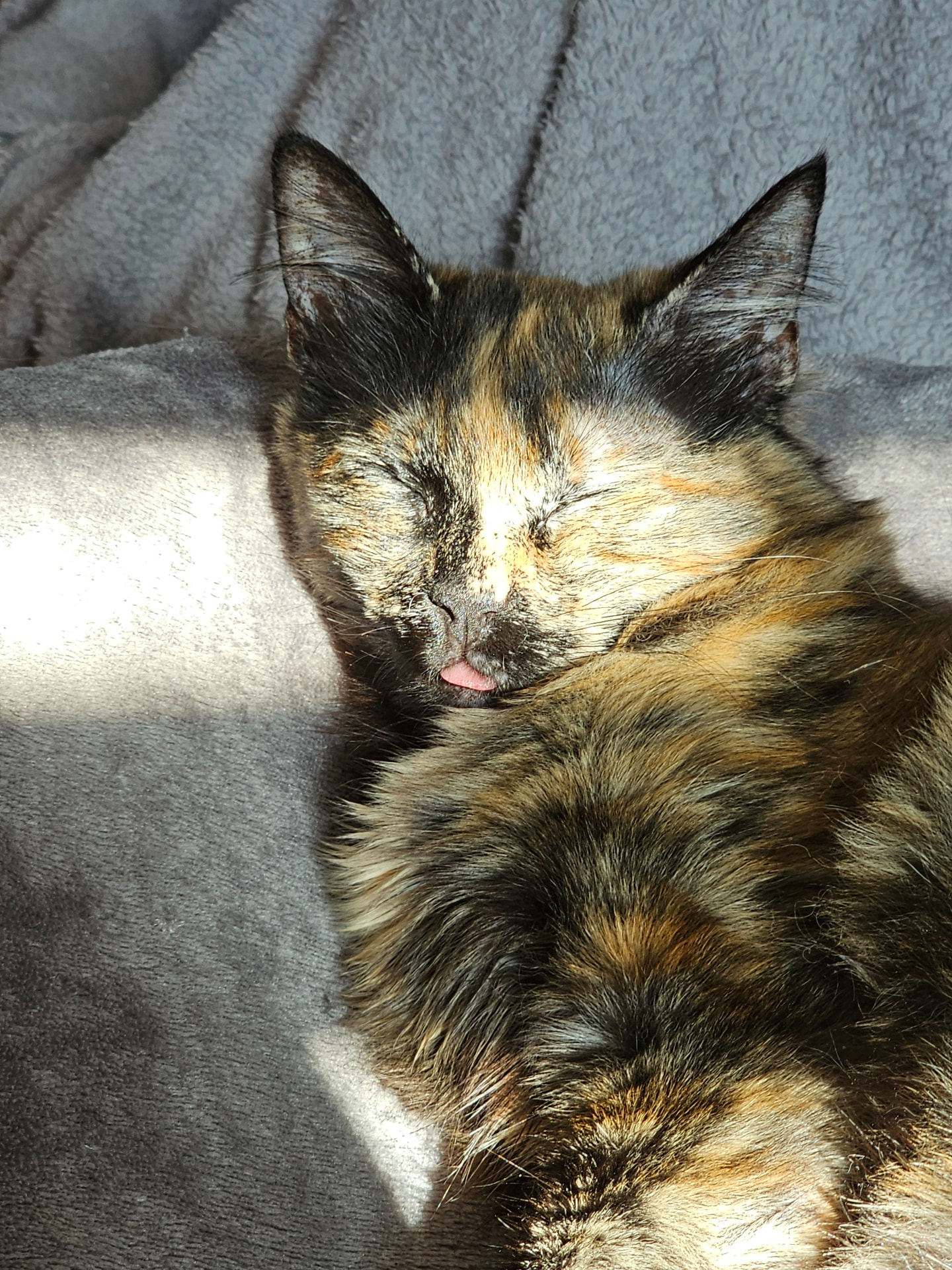 Nala finally asleep, curled safely on soft blankets after beginning pain treatment