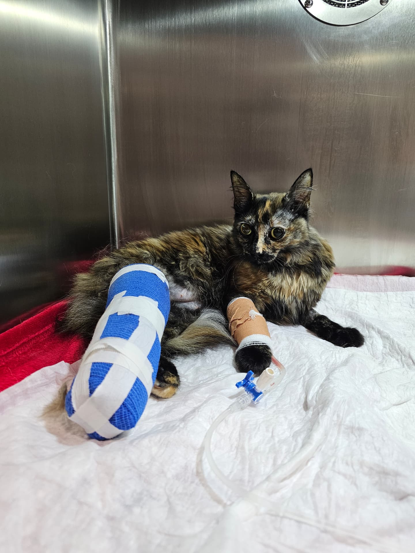 Nala lifting her head and looking forward while resting on blankets in her hospital cage