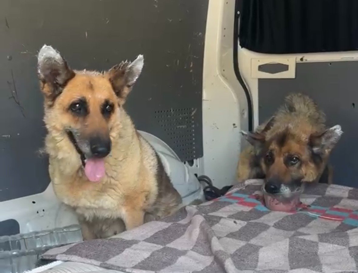 Ben looking toward his rescuers from a blanket inside the transport van